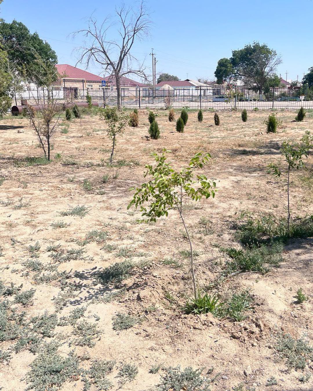 В июне был проведён независимый мониторинг исполнения средств, выделенных на озеленение территории коммунального государственного учреждения «Кызылтобе лицей» Мунайлинского района Мангистауской области.