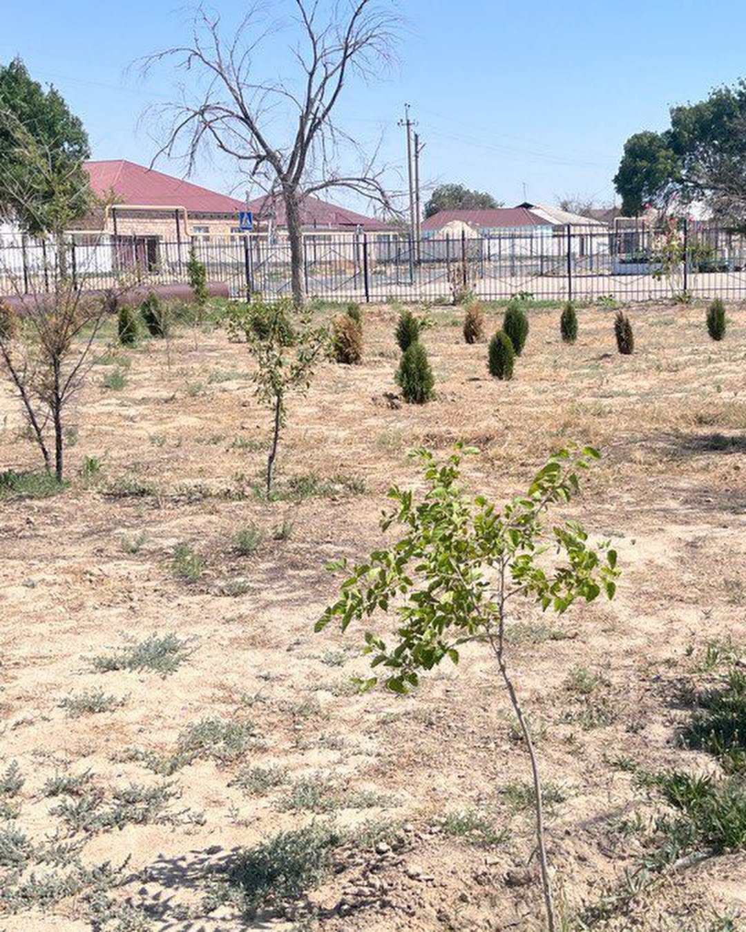 В июне был проведён независимый мониторинг исполнения средств, выделенных на озеленение территории коммунального государственного учреждения «Кызылтобе лицей» Мунайлинского района Мангистауской области.