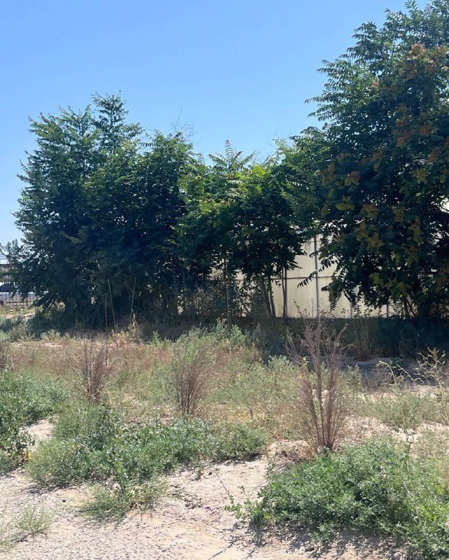 В июне был проведён независимый мониторинг исполнения средств, выделенных на озеленение территории коммунального государственного учреждения «Кызылтобе лицей» Мунайлинского района Мангистауской области.