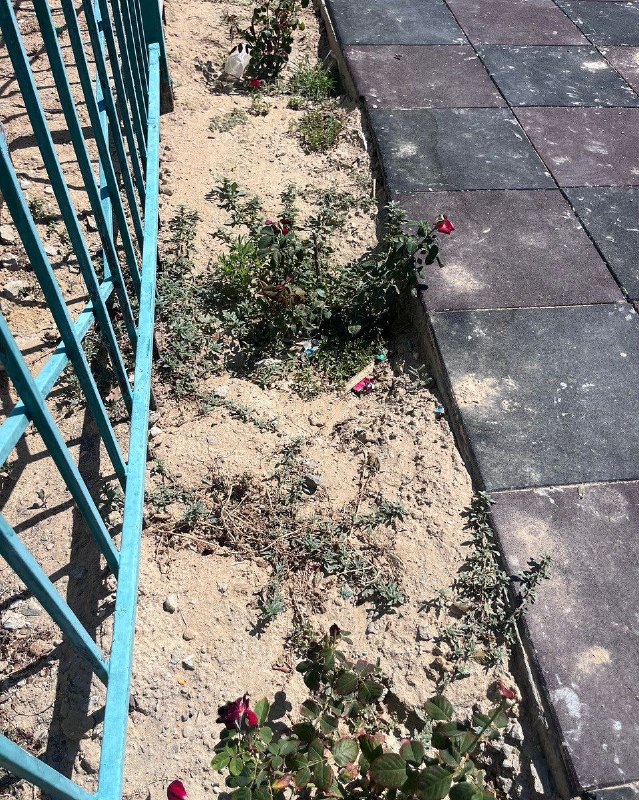 В июне был проведён независимый мониторинг исполнения средств, выделенных на озеленение территории коммунального государственного учреждения «Кызылтобе лицей» Мунайлинского района Мангистауской области.