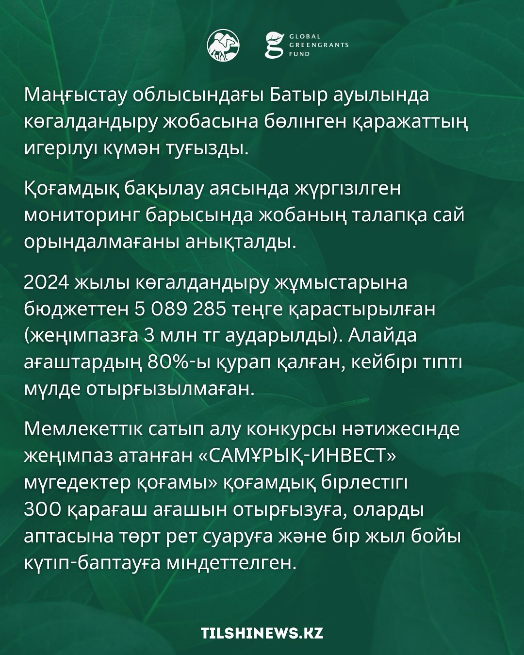 На проект по озеленению Батырского аула было выделено 5 миллионов тенге, 3 миллиона получил победитель, однако 80% деревьев погибло.